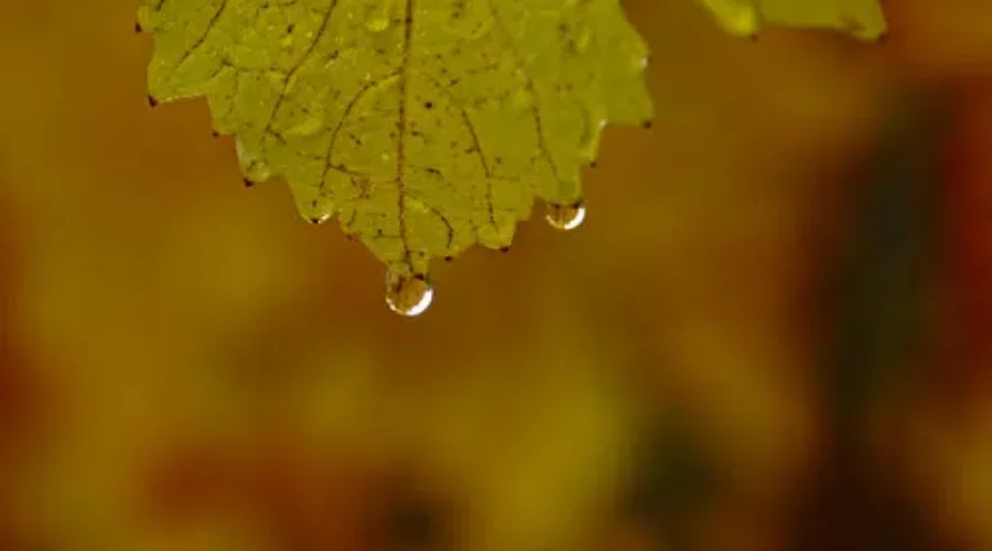 Heavy Rain Starts Thursday Night