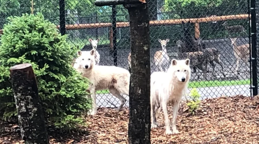 Upgrades To Magnetic Hill Zoo’s Arctic Wolf Exhibit