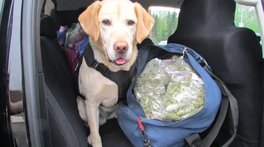 Cannabis Seized At Woodstock Port Of Entry