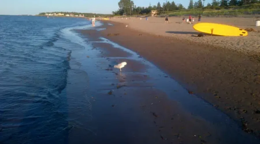 Parlee Beach Officially Gets Blue Flag Designation