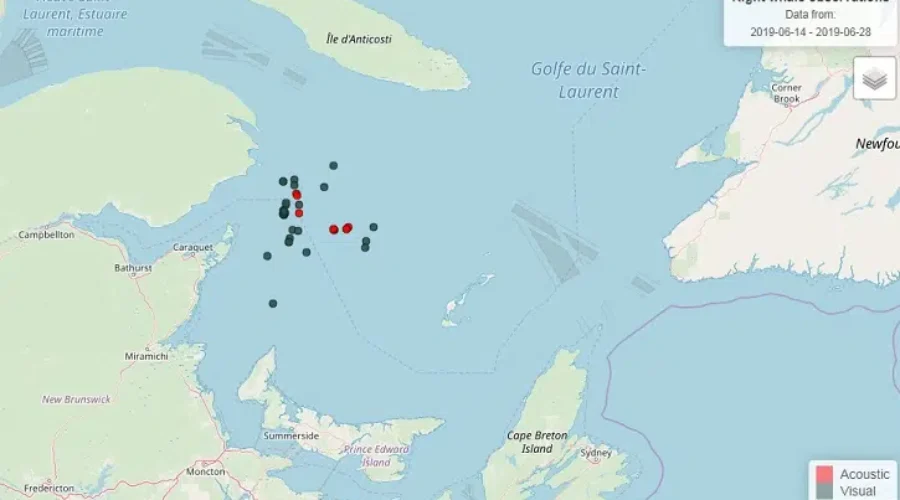 Necropsy On Third Dead Right Whale Underway