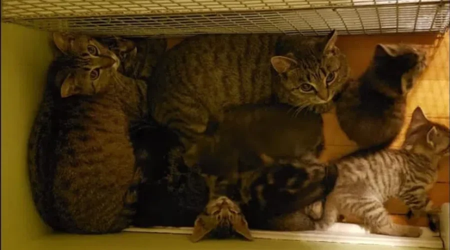 Feline Virus Hits Moncton Cat Rescue Group