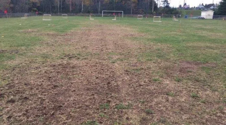 European Grub Spraying in Quispamsis To Avoid Damaged Fields Again