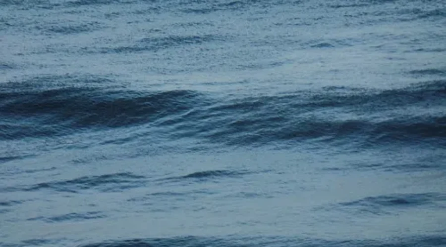 Number Of Dead North Atlantic Right Whales Rises To Five