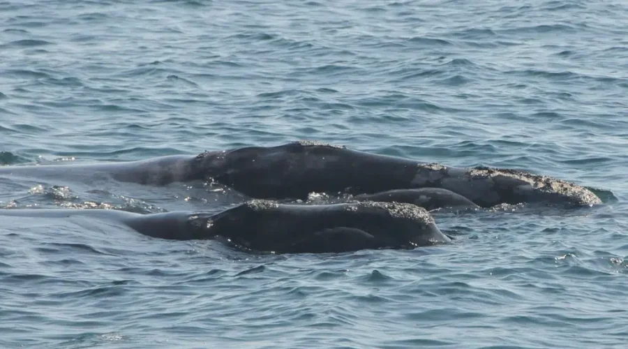 First Reported Sighting Of Dead North Atlantic Right Whale For 2019