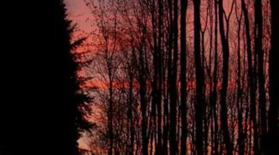 Burning Banned In Southern NB