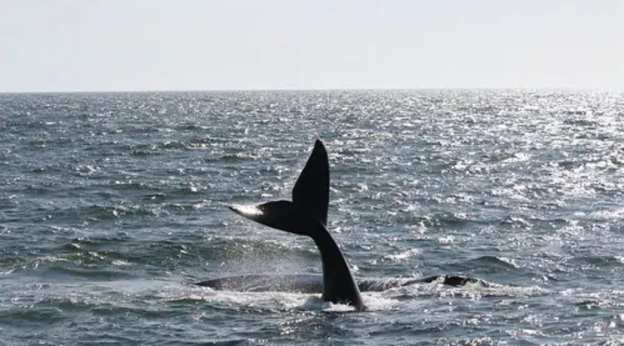 Sampling Of Dead Right Whale Done To Determine Cause Of Death