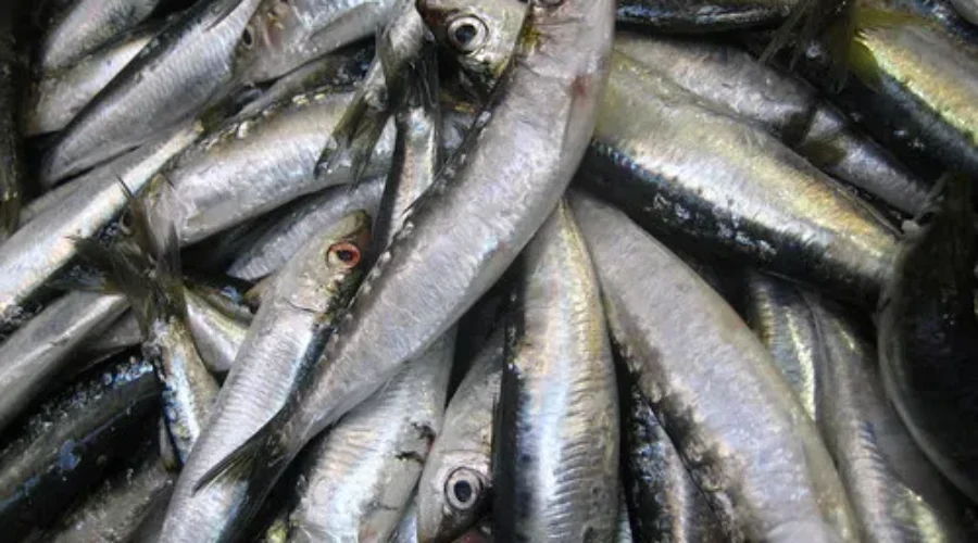 Canada Joins Agreement To Eliminate Illegal Fishing