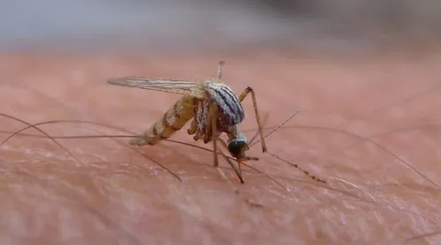 Lots Of Mosquitoes This Season