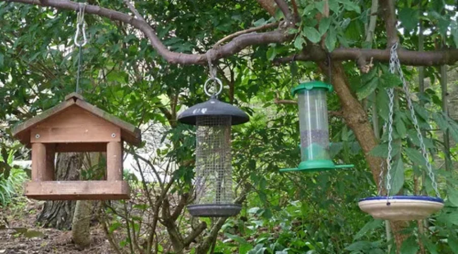 Parasite Affecting Songbirds Reported Across The Maritimes