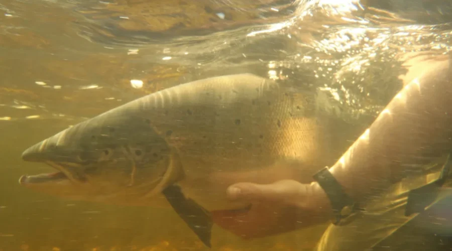 Group Concerned Over Lack Of Action To Save Miramichi Atlantic Salmon