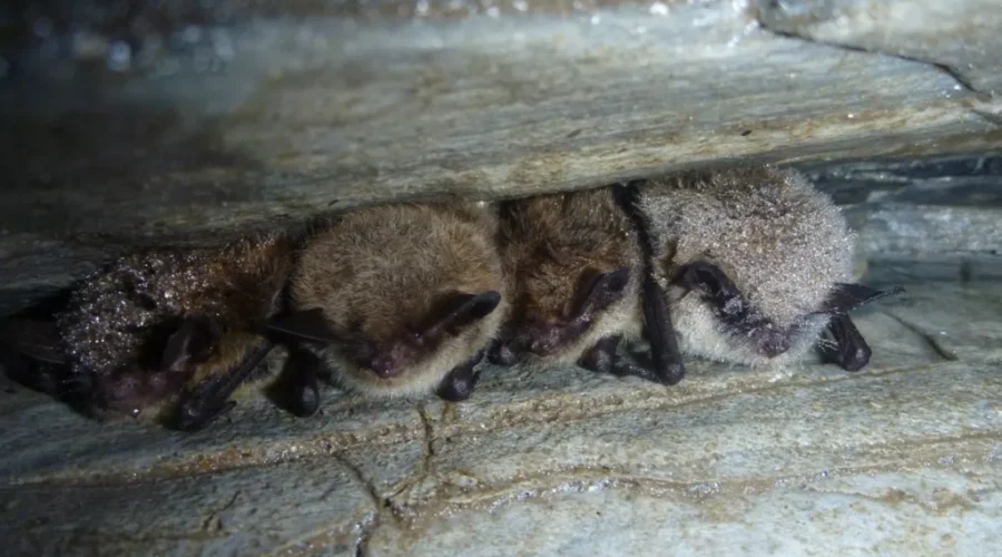Bat Bite Prompts Rabies Concern