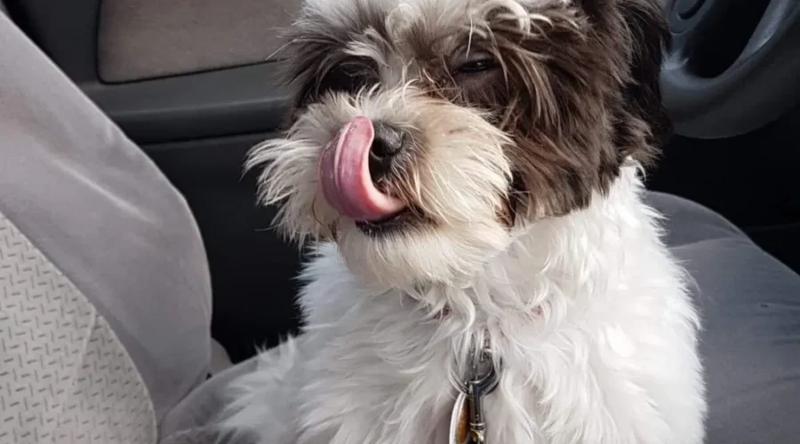 Hot Weather Warnings For Pets