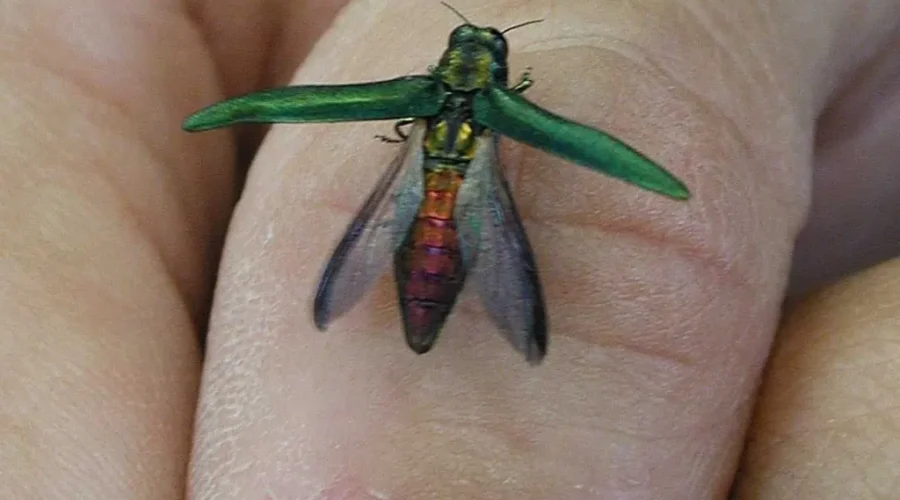 Emerald Ash Borer Confirmed In Oromocto
