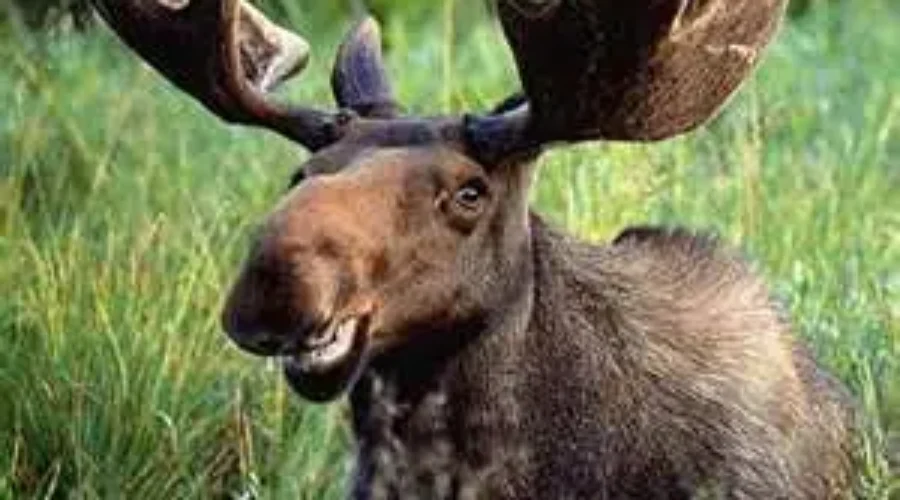 Moose Hunting Tags Have Been Drawn