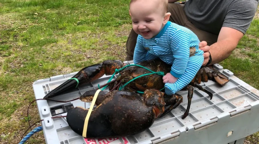 A New Brunswick Lobster and A Baby Become A Media Sensation