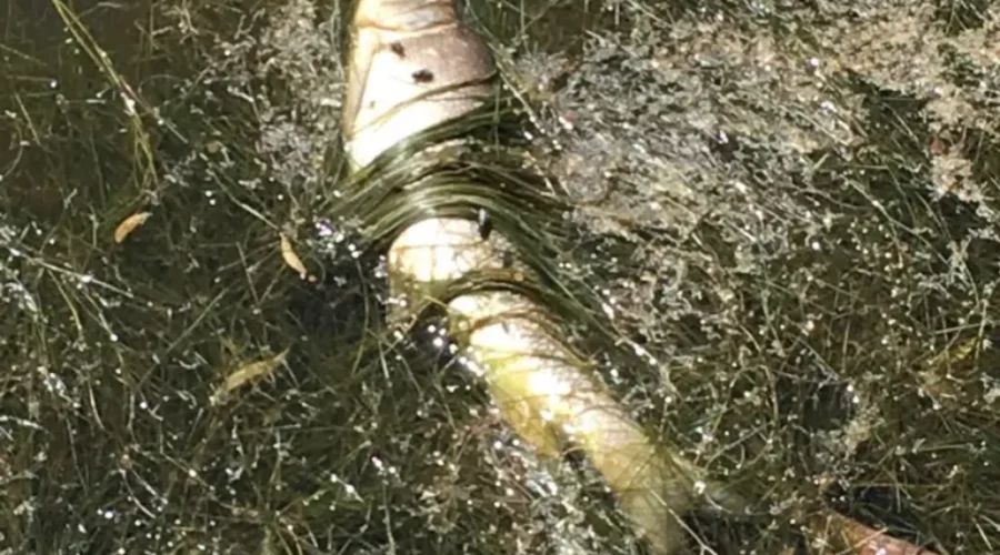 What Killed A Lot Of Fish In Jones Lake In Moncton?