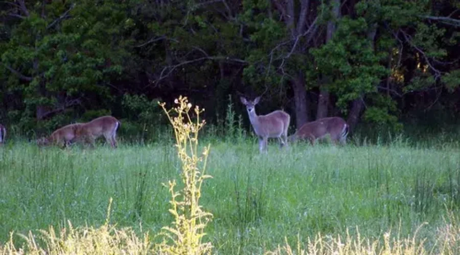 Apply Now For N.B. Antlerless Deer Draw