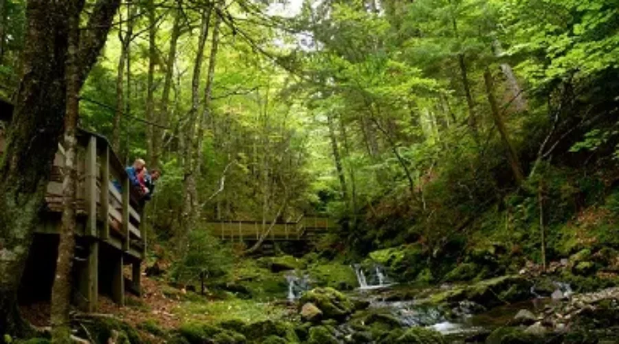 Hiker Rescued From Fundy Trail Parkway