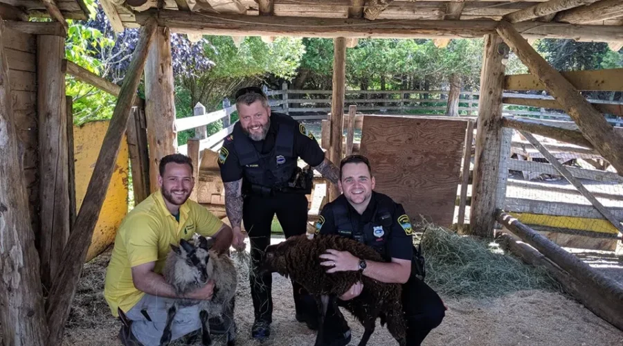 Sheep Found In Quispamsis Monday Night