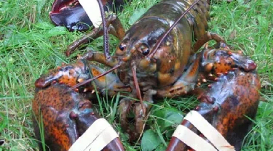 Over $25,000 Worth Of Stolen Lobster Recovered