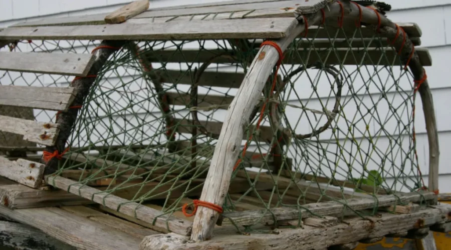 How Big Was The Lobster With A Claw That Size?