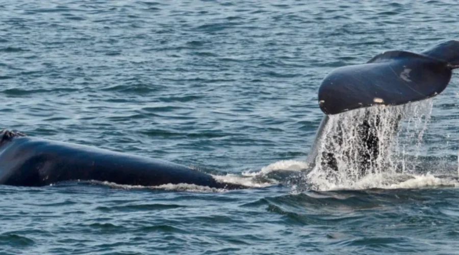 More Regulations To Protect North Atlantic Right Whales