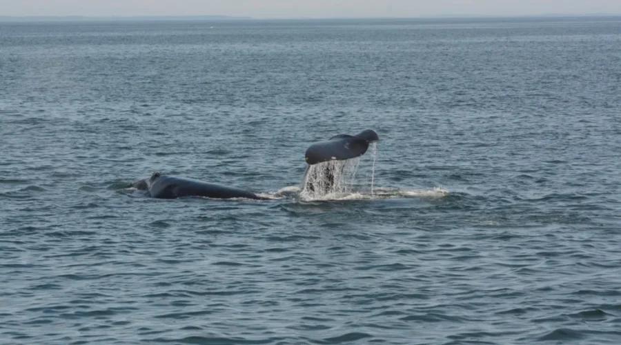 Marine Biologist ‘Heartbroken’ Over Right Whale Deaths