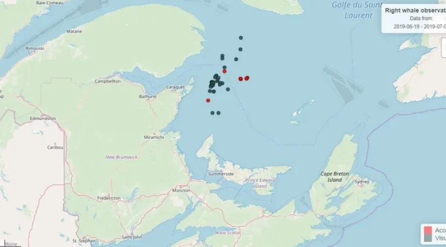 Vessel Strike May Have Killed Sixth Right Whale