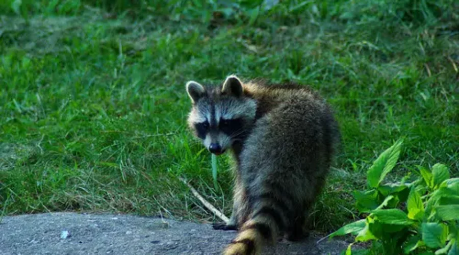 Dead Raccoons Found In Quispamsis Lake