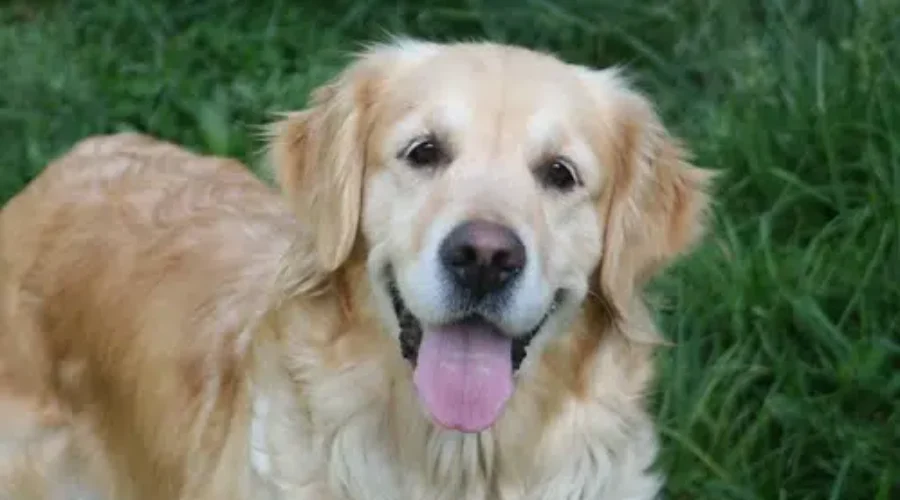 Dog Rescue Group Expanding Into New Brunswick