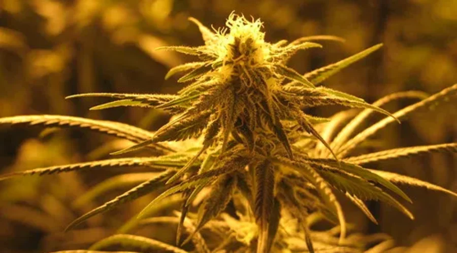 Pardons To Now Be Issued For Cannabis Possession Convictions