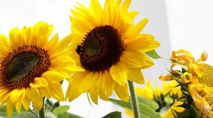 Sunflowers Highlighted At First Time Festival