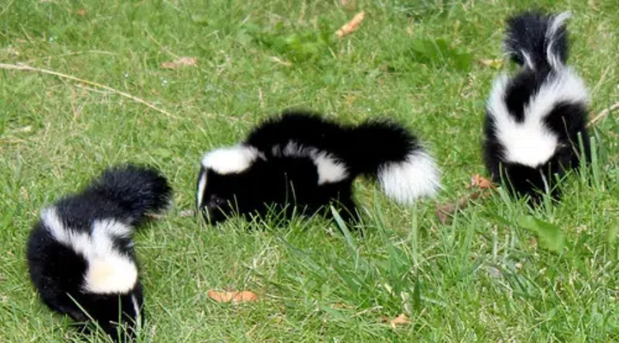 Rabid Skunk Found In St. Stephen