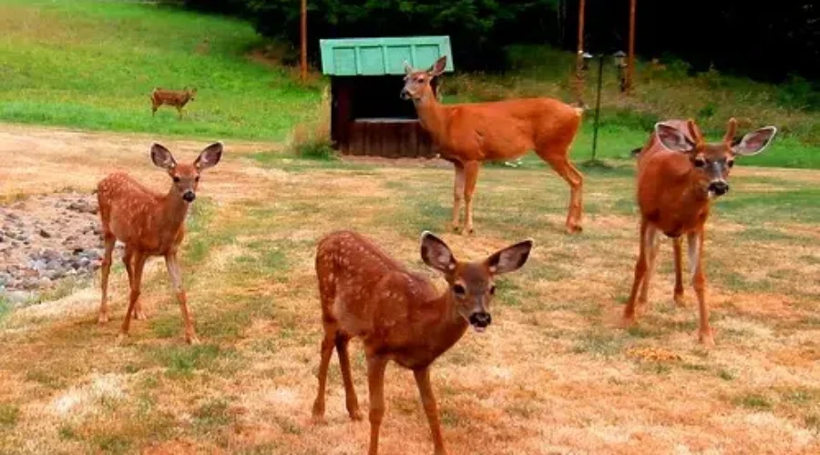 Open House For Deer Management Program