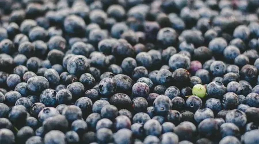 NB Wild Blueberries Are A Big Hit