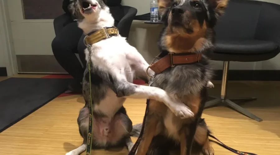 SuperDogs Return To Saint John