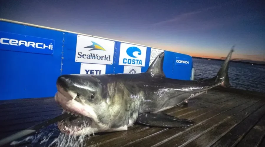 Luna The Shark Spotted Near St. Martins