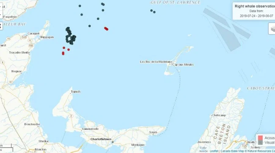 North Atlantic Right Whale Remains Entangled