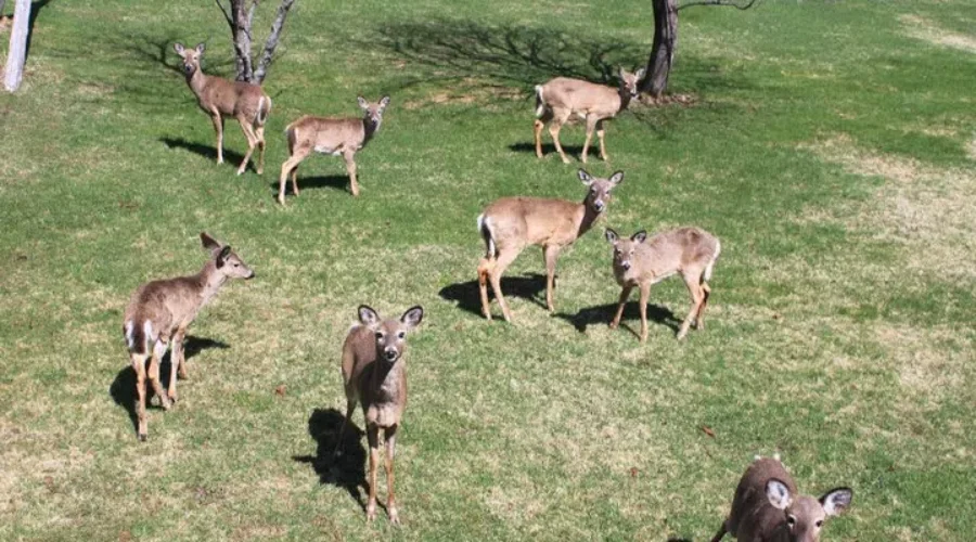 Residents Get More Details On Deer Management Program