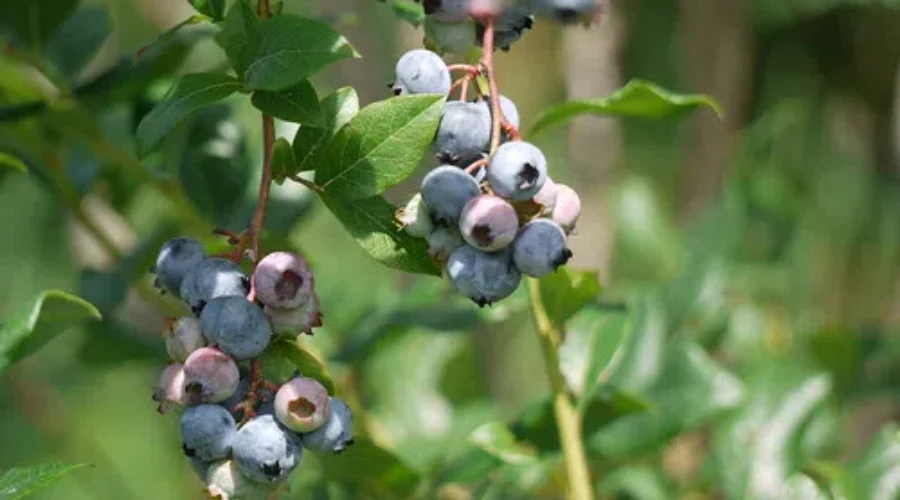 NB Blueberry Production Expands Rapidly