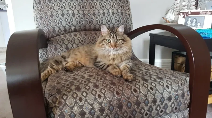 Smudge The Cat Home Safe In Alberta After Moncton Adventure