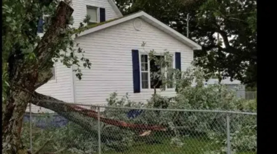 City Offering Pick-Up For Trees Damaged By Dorian