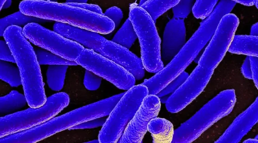 Beef and Veal Being Recalled For E.Coli Concerns