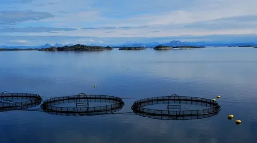 Liberal Promise To End Open-Pen Salmon Farms Receives Pushback