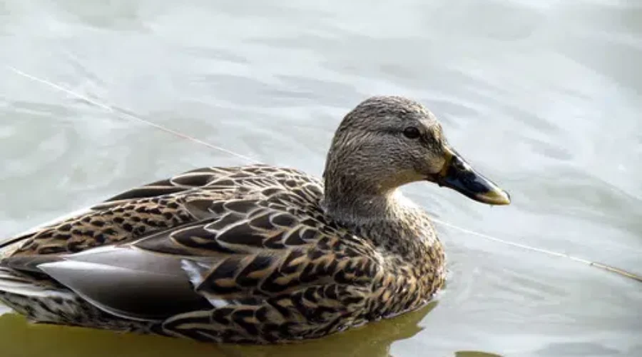 Conservation Officers Beef Up Enforcement