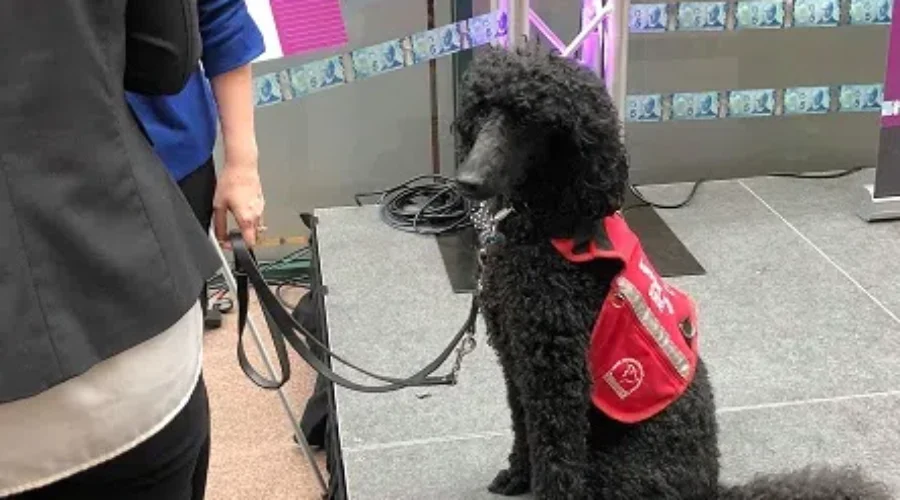 Crisis Centre Gets A Dog To Calm The Nerves
