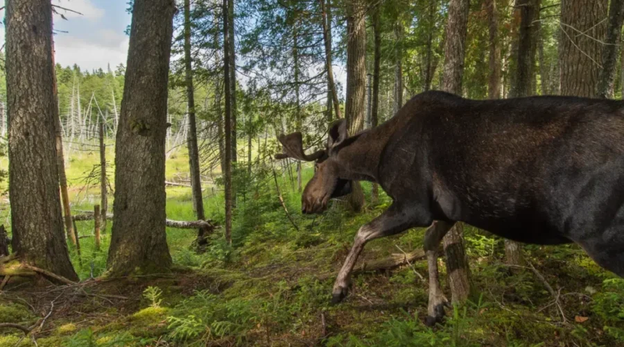 Groups Applaud New N.B. Conservation Targets