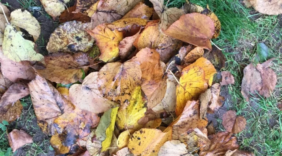 Don’t Rake All The Leaves Off Your Lawn