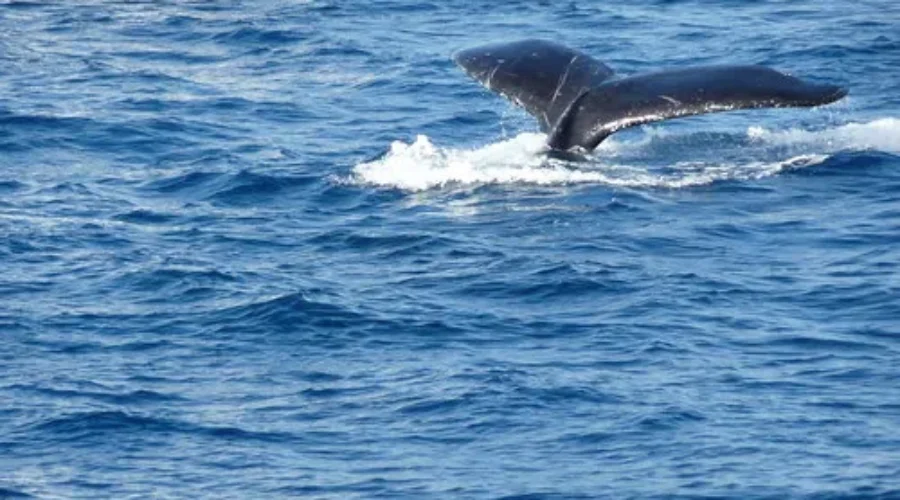 DFO Holds Annual Round Table